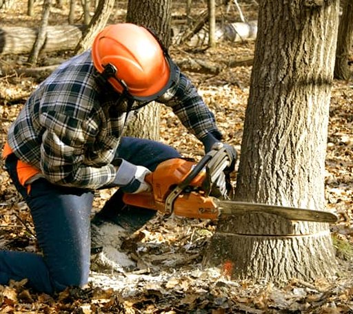 Tree Removal in Red Rock, OK